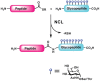 FIGURE 49.11. Native chemical ligation (NCL).