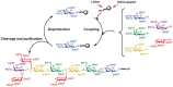 FIGURE 49.4. Solid-phase glycan synthesis using a peptide synthesizer to generate the carbohydrate antigen Lex-Ley.