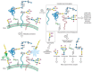 FIGURE 48.1. Multiple approaches for profiling a cell’s glycome at various hierarchical levels of complexity.