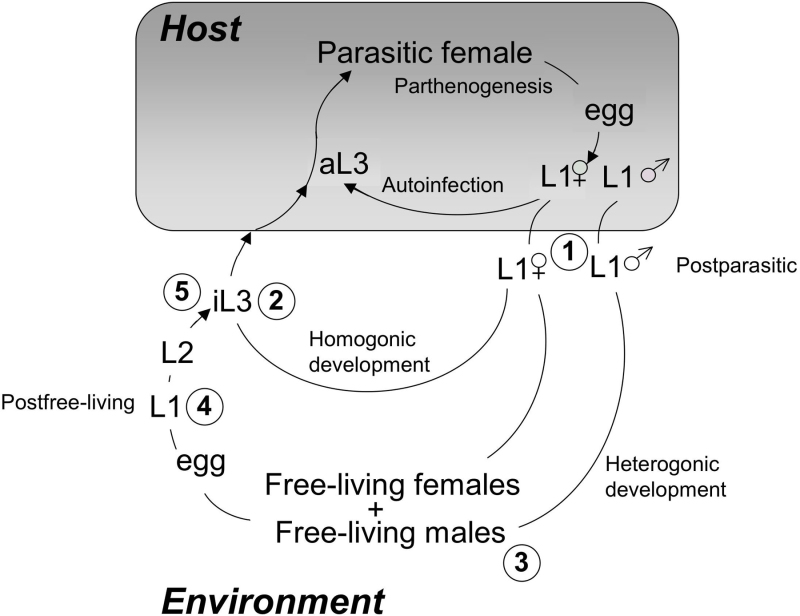 parasitic nematode life cycle