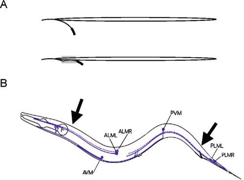 Figure 1. Using an eyebrow hair to test gentle touch sensitivity.