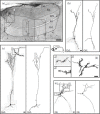 FIGURE 13.1. Adult-generated SVZ-derived neurons in the AOB of mice: morphological analysis.