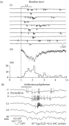 FIGURE 4.6. Extracellular DC recordings from single sensilla trichodea.