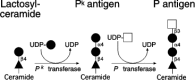 Figure 16.17. Pk and P antigen biosynthesis.