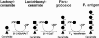 Figure 16.18. P1 antigen biosynthesis via paragloboside.