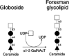 Figure 16.20. Forssman antigen biosynthesis.