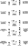 Figure 16.23. Synthesis of glycoproteins and glycolipids bearing terminal α2–3-linked sialic acids by the ST3Gal series of sialyltransferases.