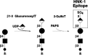 Figure 16.28. Synthesis and structure of the HNK-1 epitope.