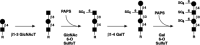 Figure 16.29. Synthesis of keratan sulfate by enzymes involved in polylactosamine synthesis and with a pair of 6-O-sulfotransferase activities.