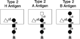 Figure 16.9. Type-2 A, B, and H blood group structures.