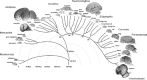 FIGURE 8.1. Large brains appear several times in the mammalian radiation.