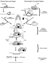 Рисунок 15.3.  Биохимические этапы эксцизионной репарации нуклеотидов CPD в ДНК прокариот, показывающие биохимические детали событий, схематично представленных на рисунке 15.