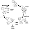Рисунок 15.4.  Эвристическая схема эксцизионной репарации поврежденных участков ДНК в хроматине млекопитающих.