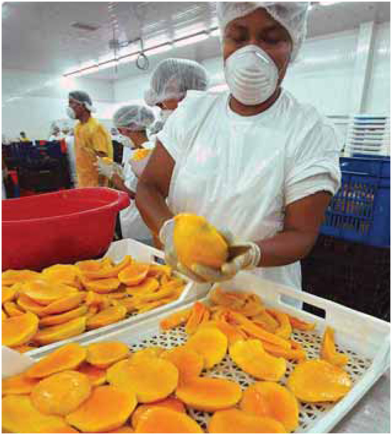Mangoes are sliced in preparation for exportation from South America. Global food distribution increases the risk of widespread epidemics if food becomes contaminated.
