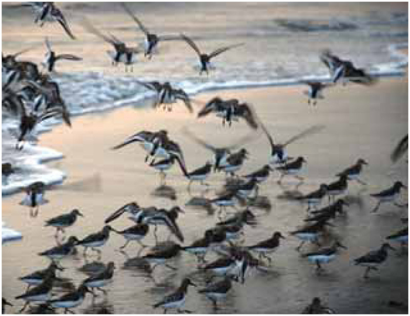 鹬和其他迁徙的水鸟是所有流感毒株的来源。