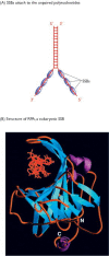 Figure 13.14. The role of single-strand binding proteins (SSBs) during DNA replication.