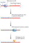 Figure 13.17. The series of events involved in joining up adjacent Okazaki fragments during DNA replication in Escherichia coli.