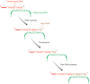 Figure 13.25. Extension of the end of a human chromosome by telomerase.