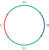 Figure 13.28. The cell cycle.