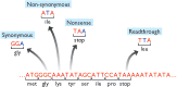 Figure 14.11. Effects of point mutations on the coding region of a gene.