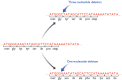 Figure 14.12. Deletion mutations.