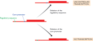 Figure 14.13. Two possible effects of deletion mutations in the region upstream of a gene.