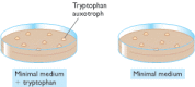 Figure 14.15. A tryptophan auxotrophic mutant.