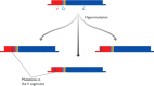 Figure 14.17. Hypermutation of the V-gene segment of an intact immunoglobulin gene.