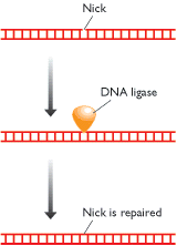 Figure 14.19. Repair of a nick by DNA ligase.