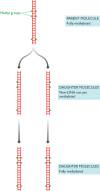 Figure 14.23. Methylation of newly synthesized DNA in Escherichia coli does not occur immediately after replication, providing a window of opportunity for the mismatch repair proteins to recognize the daughter strands and correct replication errors.