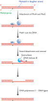 Figure 14.24. Long patch mismatch repair in Escherichia coli.