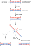 Figure 14.28. The Holliday model for homologous recombination.