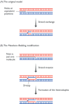 Figure 14.29. Two schemes for initiation of homologous recombination.