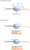 Figure 14.3. Mechanisms for ensuring the accuracy of DNA replication.