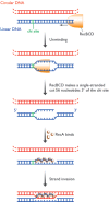 Figure 14.30. The RecBCD pathway for homologous recombination in Escherichia coli.