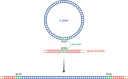 Figure 14.34. Integration of the bacteriophage λ genome into Escherichia coli chromosomal DNA.