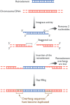 Figure 14.39. Transposition of a retroelement - Part 2.