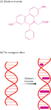 Figure 14.8. The mutagenic effect of ethidium bromide.