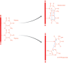 Figure 14.9. Photoproducts induced by UV irradiation.