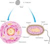 Figure 2.1. Cells of eukaryotes (left) and prokaryotes (right).