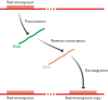 Figure 2.26. Retrotransposition.