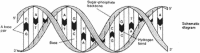 Figure 2-1. Two ways of representing the DNA double helix.