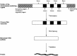 Figure 2-3. How genes are expressed in human cells.