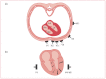 Figure 5. (a) A horizontal section through the chest showing the orientation of the chest leads with respect to the chambers of the heart.