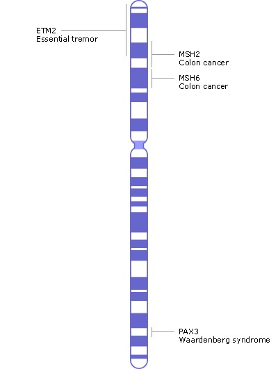 werners syndrome chromosome