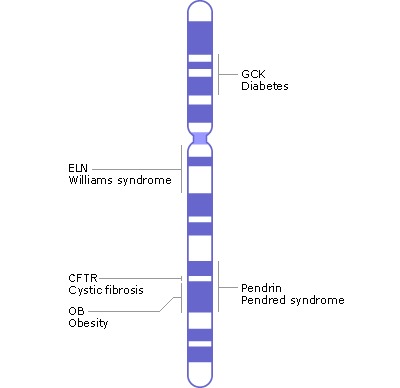 cystic fibrosis chromosome 7