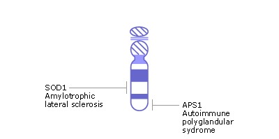 where are chromosomes located