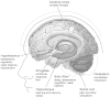 FIGURE 2.7. Locations and functions of brain regions with abundant cannabinoid receptors.