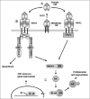 Figure 1. TNF signaling pathways and potential targets for viral inhibition.