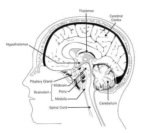 Major Structures and Functions of the Brain - Discovering the Brain ...